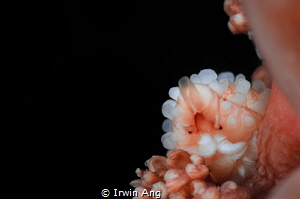 H E L L O
Cowrie (Cypraea)
Lembeh Strait, Indonesia. Ma... by Irwin Ang 